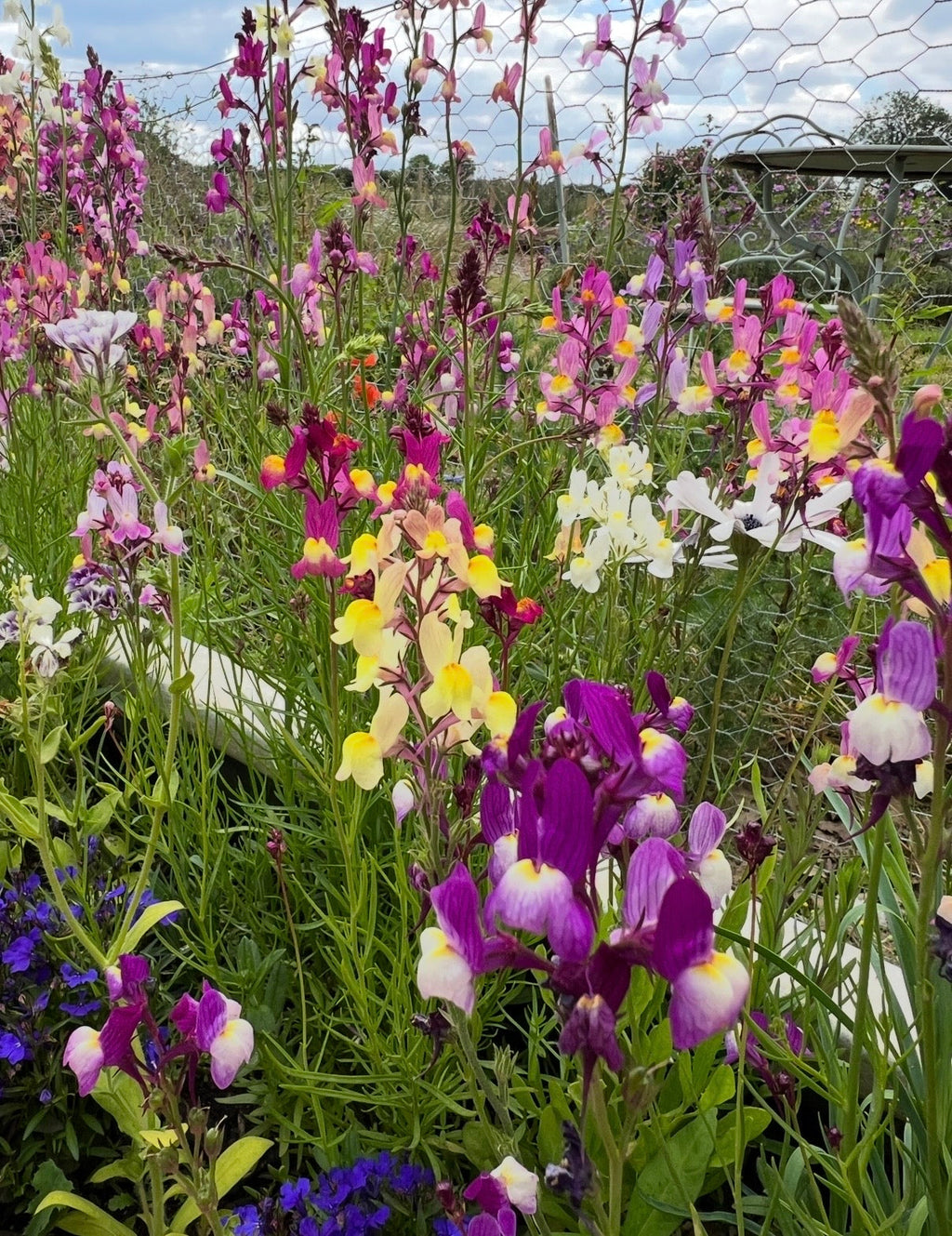 Linaria Fairy Bouquet Mix