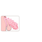 Gorse - Spiked Cock Cage - Chastity Cage With Urethral Sound