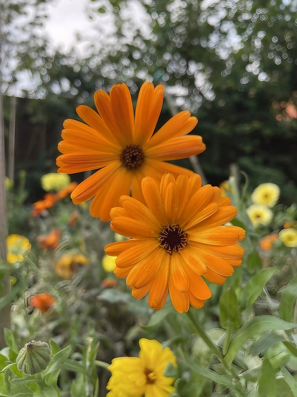 Calendula Art Shades Mixed