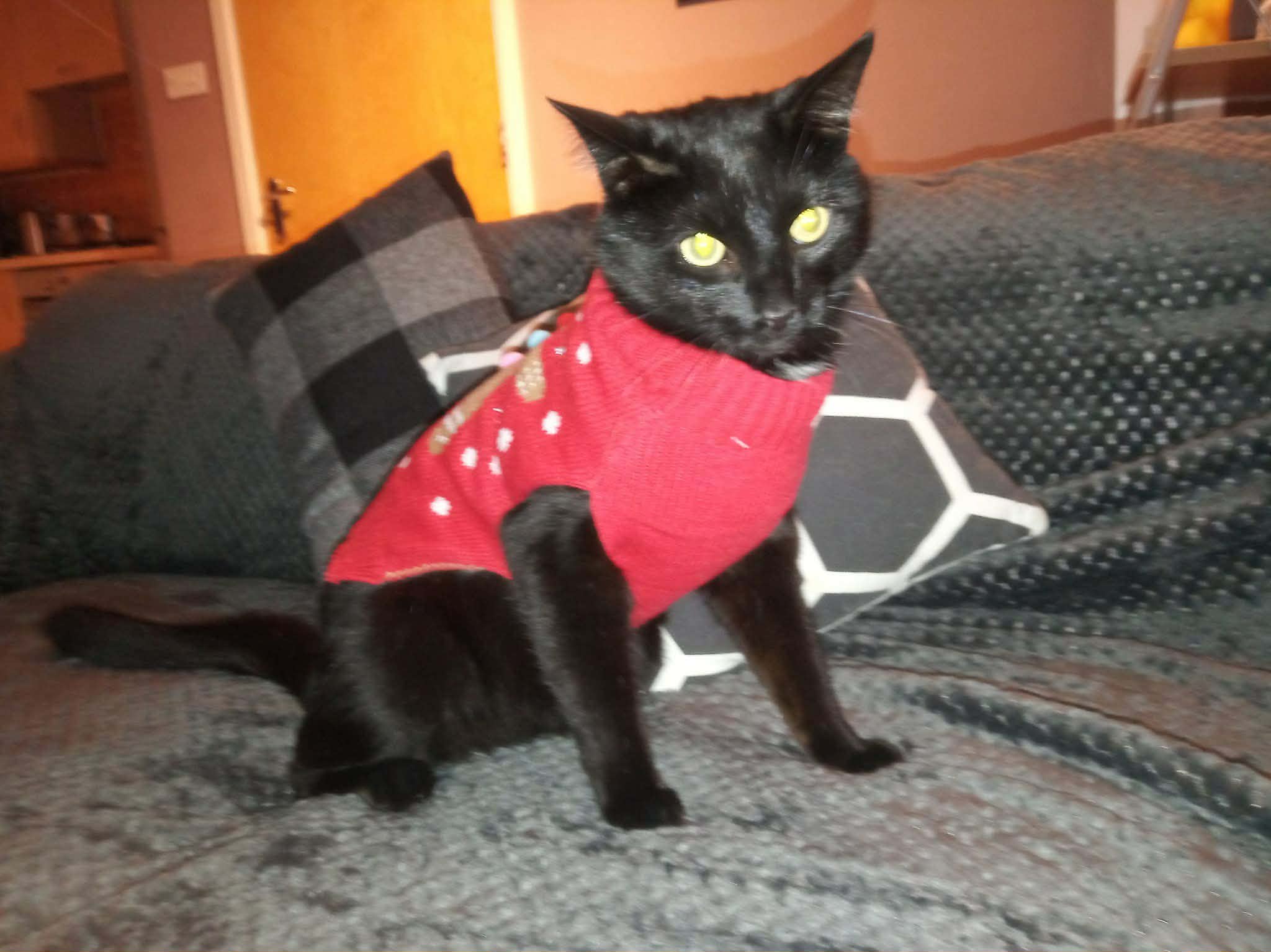 CAT FUN Two CHRISTMAS JUMPERS Small