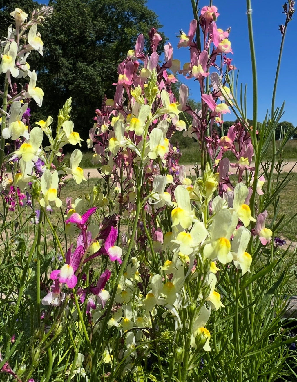 Linaria Fairy Bouquet Mix