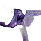 Cthulhu - Male Masturbator - Octopus Tentacle Male Stroker