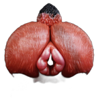 Reynard - Male Masturbator - Fantasy Butt Stroker