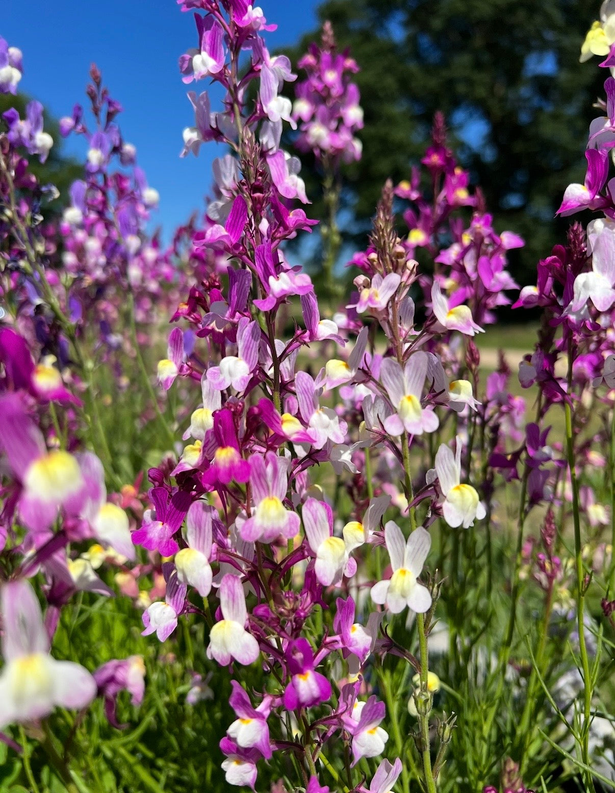 Linaria Fairy Bouquet Mix