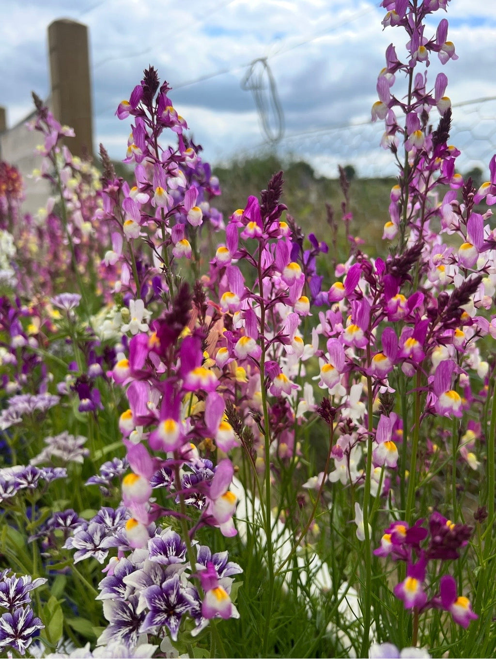 Linaria Fairy Bouquet Mix