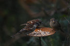 Metal Bird Feeding Platform