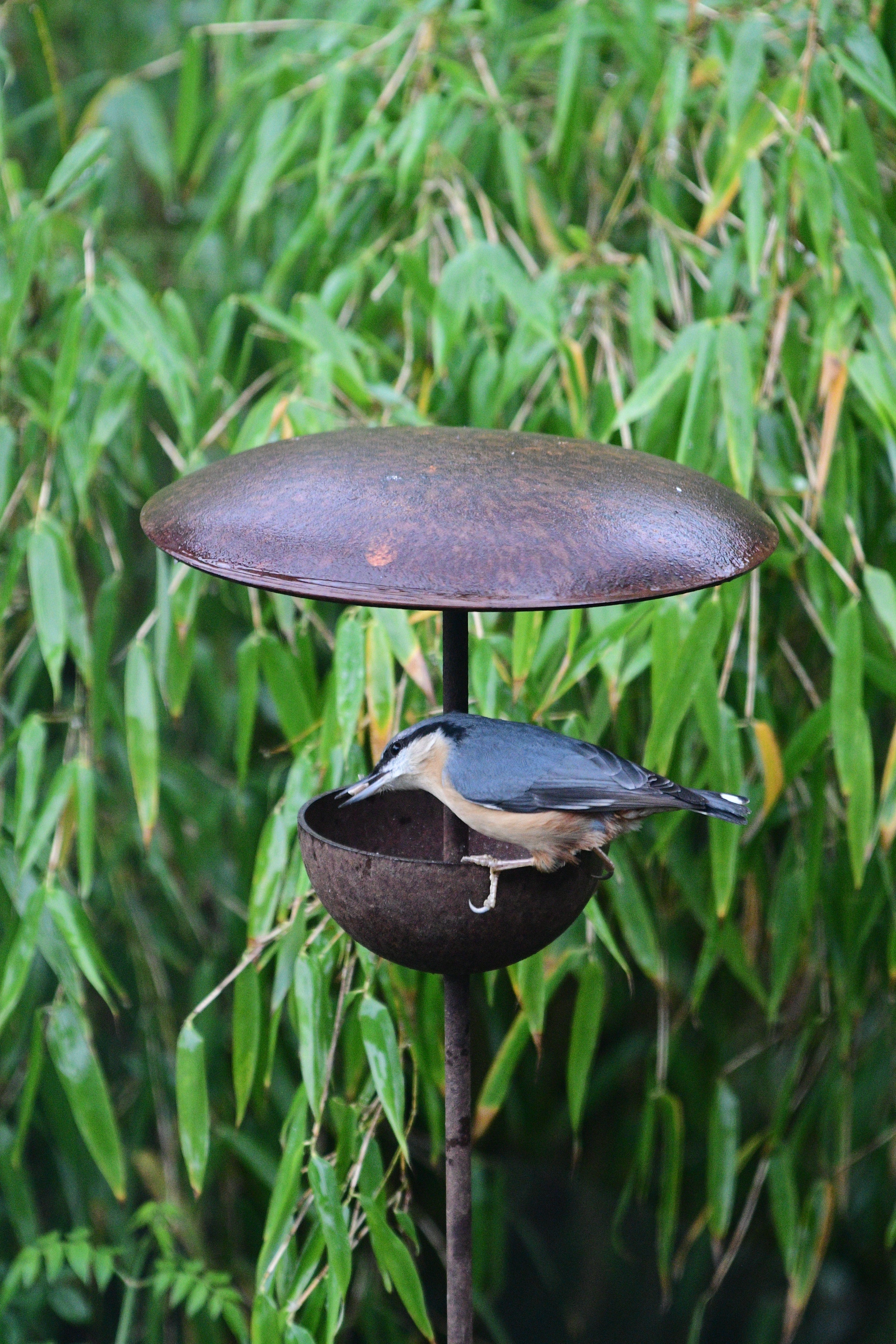 Rusty Metal Bird Feeding Stake