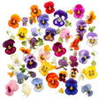 Viola Edible Flowers (5g)