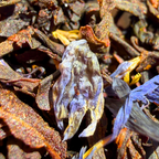 Classic Earl Grey