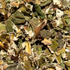 Raspberry Leaf Tea