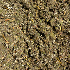 Raspberry Leaf Tea