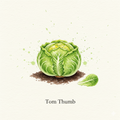 Lettuce Seeds - Tom Thumb - The Classic Heirloom Miniature (1,400 Seeds)
