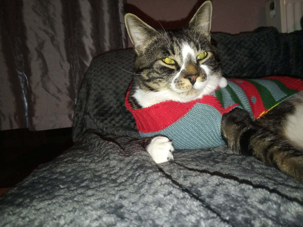 CAT FUN Two CHRISTMAS JUMPERS Small
