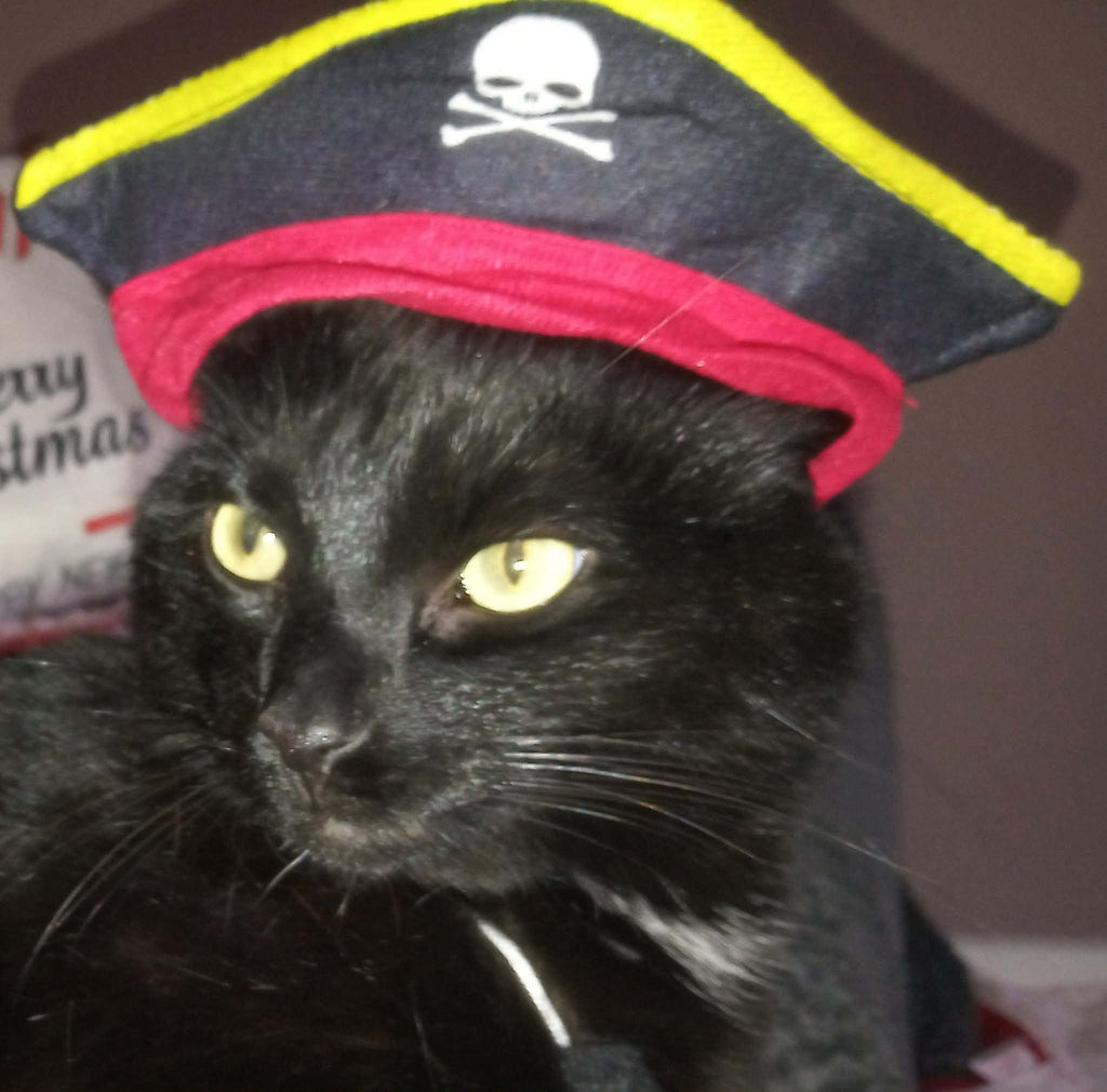 CAT FUN HAT small