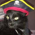 CAT FUN HAT small