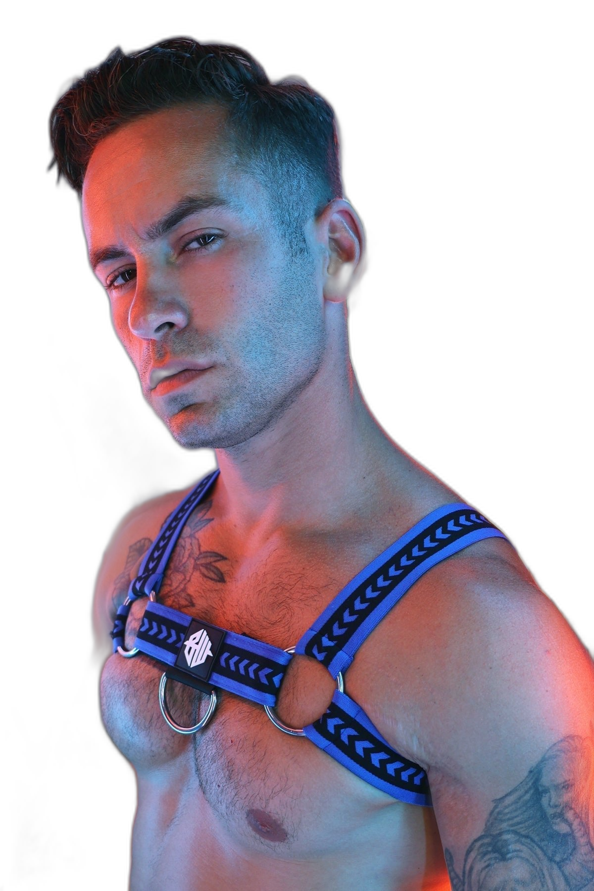 Breedwell Daddys Favourite Bulldog Harness Blue