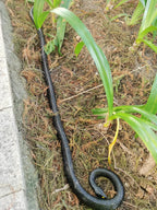 COTOSEY 53-Inch Rubber Snake – Realistic Fake Snake for Pranks, Halloween & Party Props
