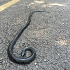 COTOSEY 53-Inch Rubber Snake – Realistic Fake Snake for Pranks, Halloween & Party Props