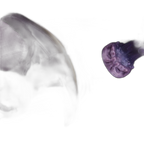 Virella - Inflatable Anal Butt Plug