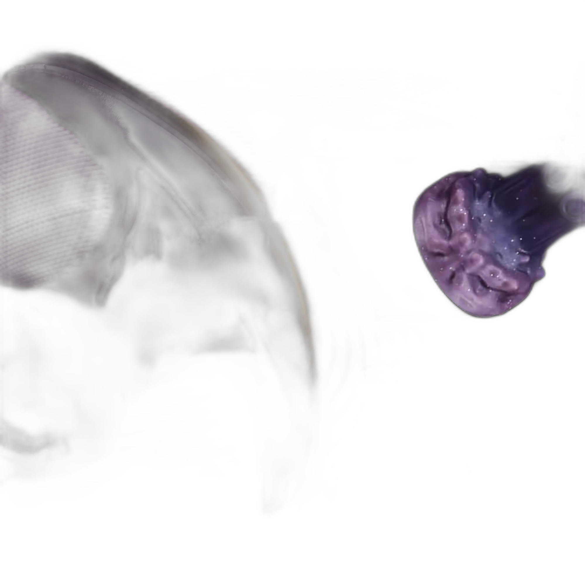 Virella - Inflatable Anal Butt Plug