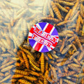 Dried Calciworms - UK grown - better than mealworms - PROTEIN Boost
