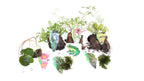 Lincolnshire Pond Plants Frog Pack - FFPL01