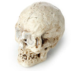 Gothic Gifts Skull Dig It Out Kit
