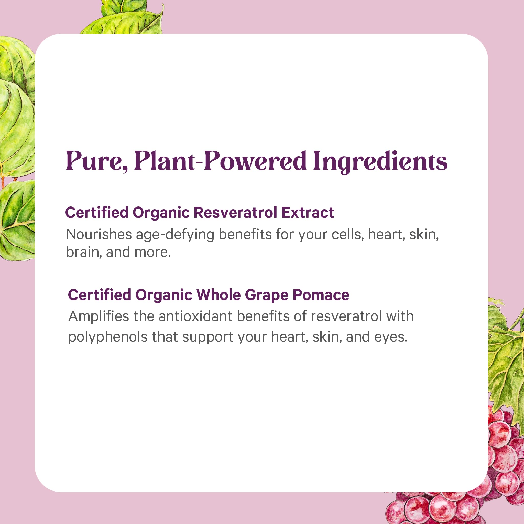 Pure Synergy SuperPure Resveratrol Extrakt | Bio Trans-Resveratrol mit Traubenpolyphenolen - 60 Kapseln