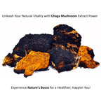 Jetsu Pure 7 Organic Mushroom Extract Powder, Chaga, Cordyceps, Lion's Mane, Maitake, Reishi, Shiitake & Turkey Tail Mushrooms Supplement, for Immune Support, Focus, Energy