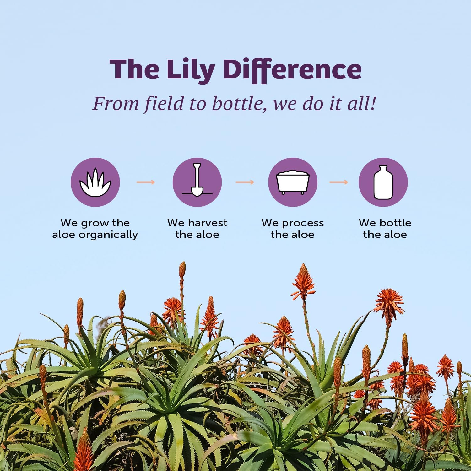 Lily Of The Desert Stomach Formula – Organic Aloe Vera Juice with Slippery Elm & Herbs (Pack of 2)
