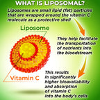 Liposomal Vitamin C 1100mg Liquid Gel Capsules – Organic Acerola Cherries | 120 ct