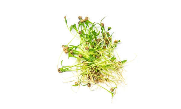 Micro Coriander (30g)