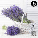 Organic Lavender Capsules - Relaxation & Calm | 90 Vegan Capsules | Non-GMO & Gluten-Free