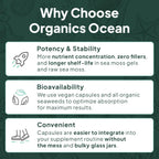 Organics Ocean Shilajit Gummies – Pumpkin Cocoa, 60 Gummies