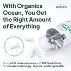 Organics Ocean Wild Meeresalgen Kapseln – 60 Kapseln | Bio Irisches Moos, Blasentang, Chlorella & Vitamin D3