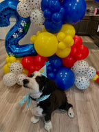 PATYDECRO Dog Paw Latex Balloons – 50pc Pack (12) with Ribbon | Royal Blue, Light Blue, Yellow, Red