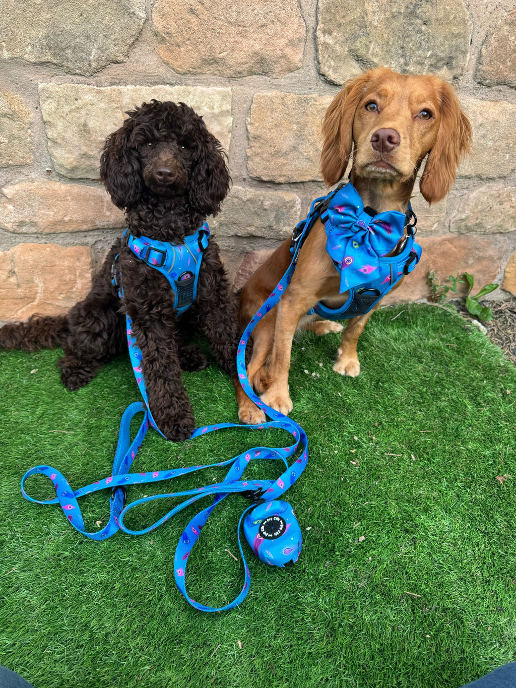 Power Peacock Adjustable & Tactical Dog Collars