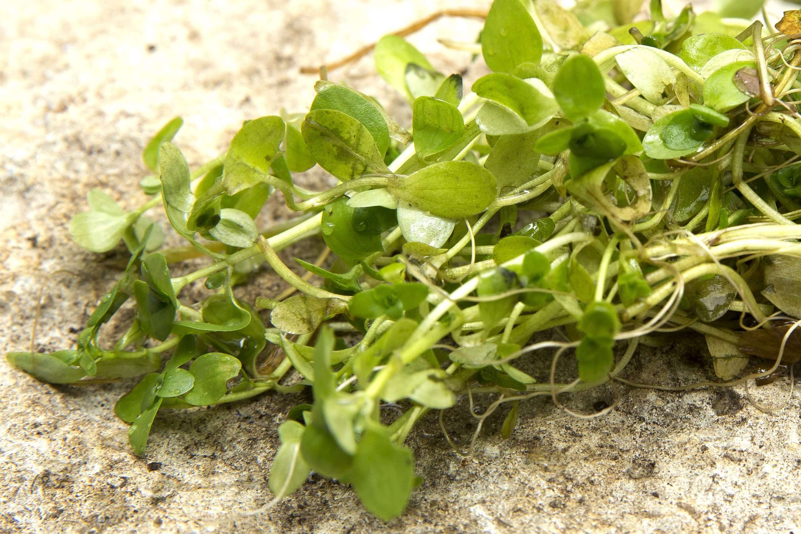 Lincolnshire Pond Plants Native Pack - NNL01