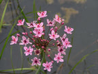 Lincolnshire Pond Plants Frog Pack - FFPL01
