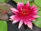 Lincolnshire Pond Plants Frog Pack - FFPL01
