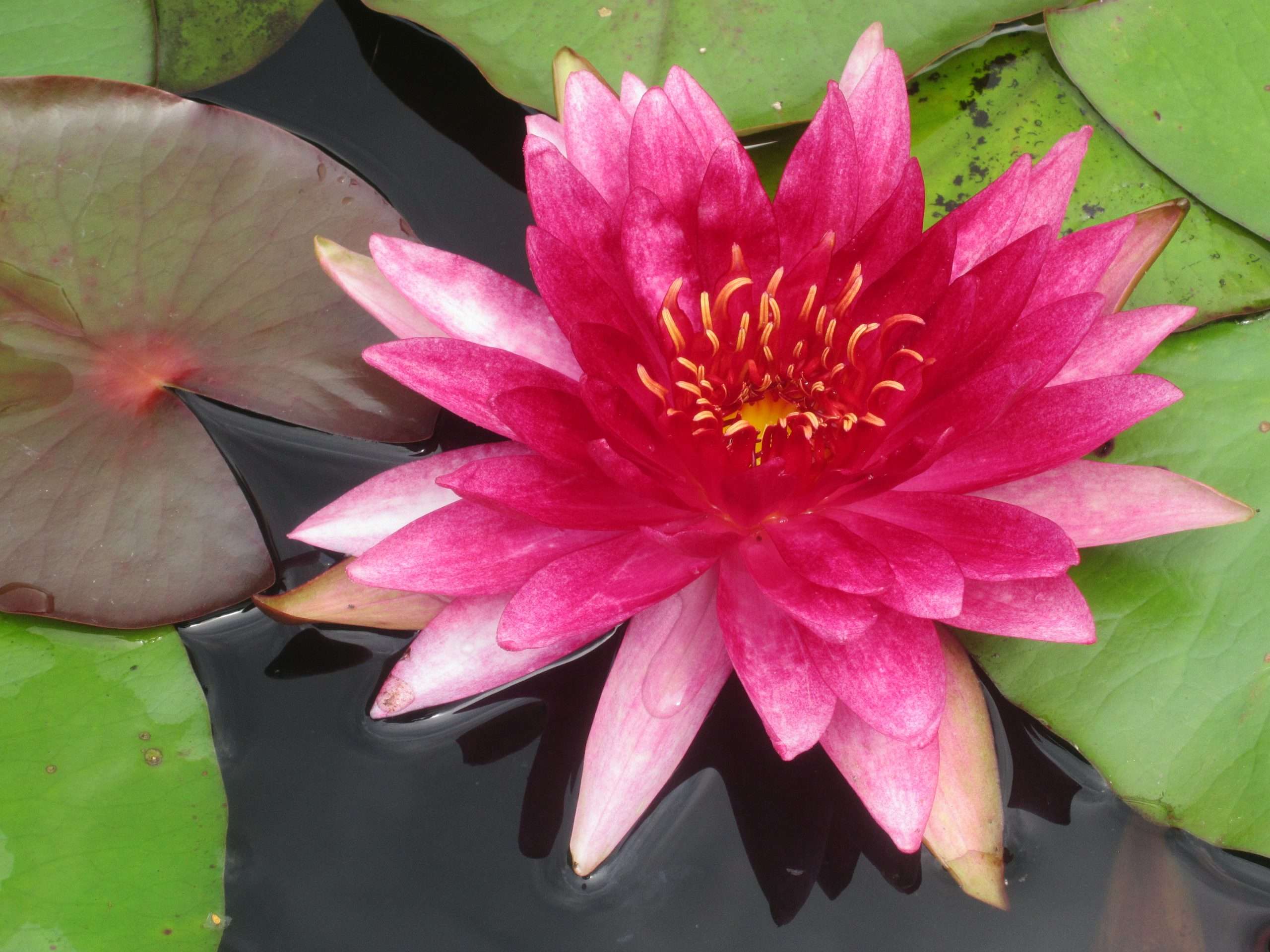 Lincolnshire Pond Plants Native Pack - NNL01