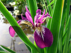 Lincolnshire Pond Plants Bee Marginal 8 Pack - BF801
