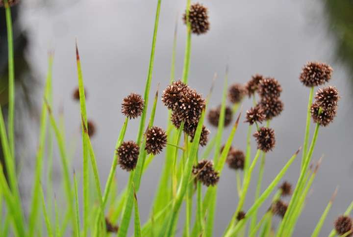 Lincolnshire Pond Plants Frog Pack potted - FFPL02