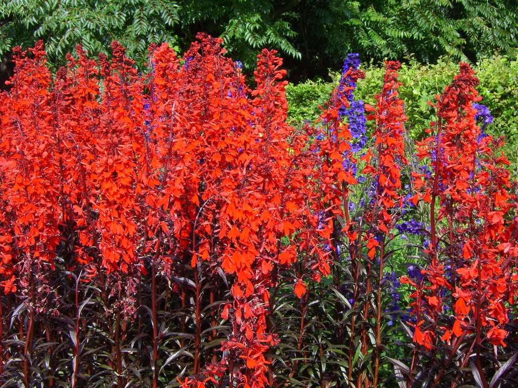 Lincolnshire Pond Plants Bee Marginal 8 Pack - BF801