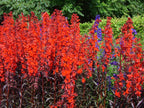 Lincolnshire Pond Plants Bee Marginal 8 Pack - BF801