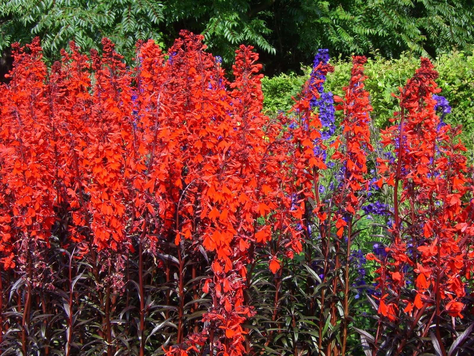Lincolnshire Pond Plants Bee Marginal 8 Pack - BF801