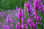 Lincolnshire Pond Plants Native Pack - NNL01