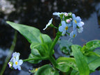 Lincolnshire Pond Plants Native Pack - NNL01