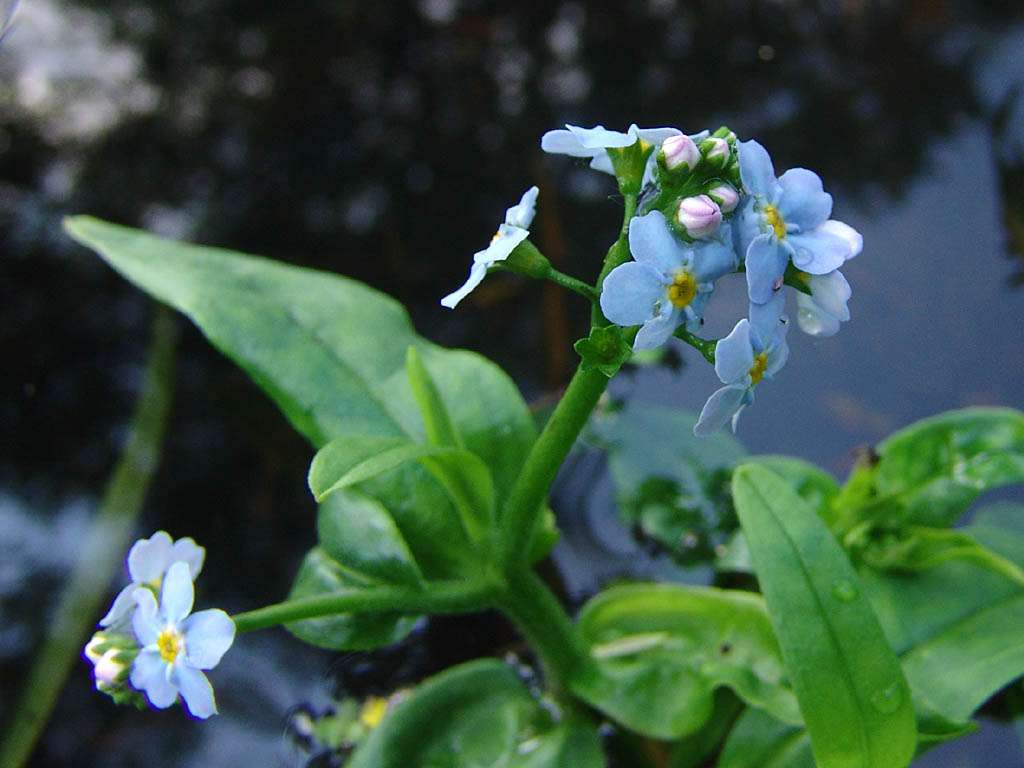 Lincolnshire Pond Plants Native Pack - NNL01