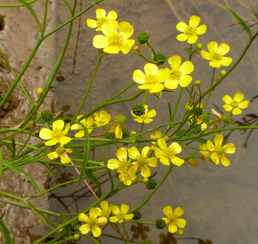 Lincolnshire Pond Plants Native Pack - NNL01